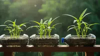 8 Tanaman Dapur yang Bisa Dipanen Berkali-Kali Meski Ditanam di Pot Kecil