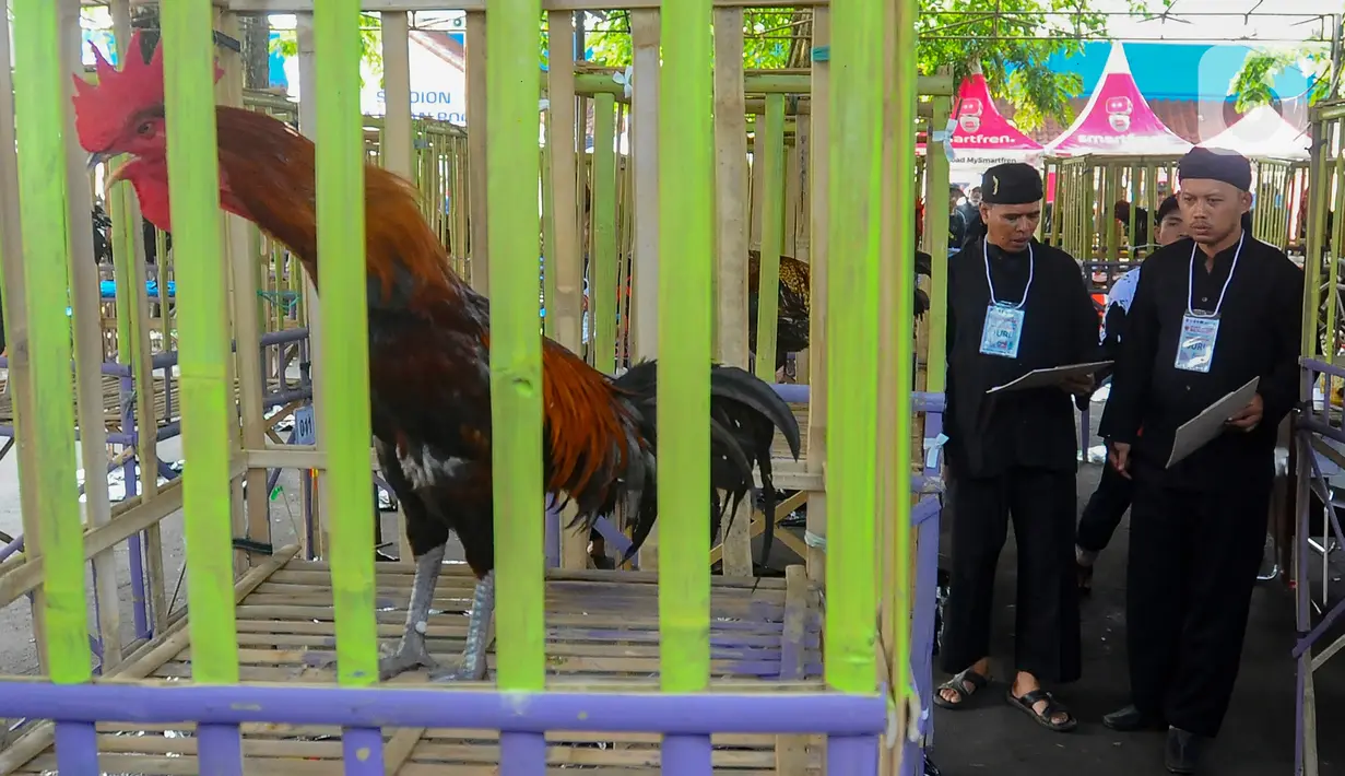 Dengan diadakan kontes ayam pelung ini diharapkan dapat dikenal bukan hanya di Indonesia tetapi di mancanegara. (merdeka.com/Arie Basuki)