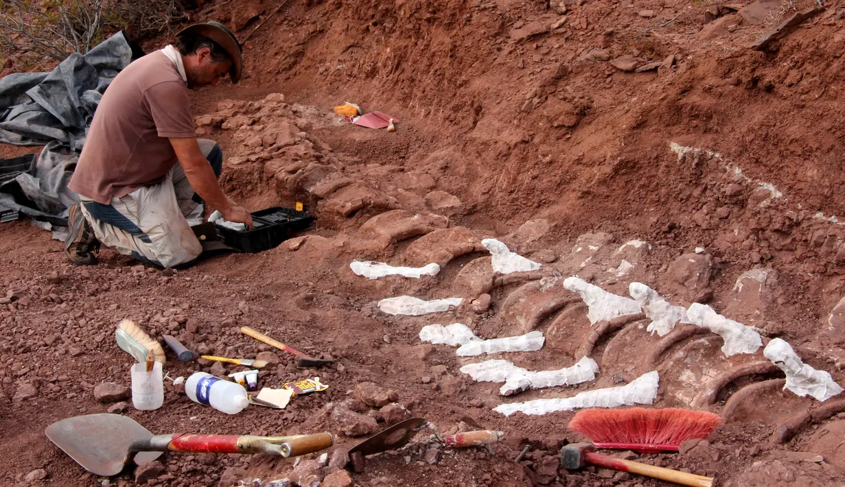 Gambar yang dirilis pada 20 Januari 2021 menunjukkan ahli paleontologi selama penggalian di mana fosil berusia 98 juta tahun ditemukan di barat daya Argentina. Arkeolog menemukannya di endapan sedimen tebal yang dikenal sebagai Formasi Candeleros. (JOSE LUIS CARBALLIDO/CTyS-UNLaM/AFP)