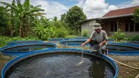 Panduan Usaha Ternak Ikan Modal di Bawah Rp 1 Juta untuk Pensiunan, Lengkap dari Nol hingga Panen