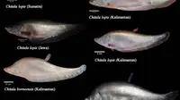 Ikan belida Chitala Lopis kembali ditemukan di Pulau Jawa. (dok. BRIN)