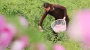 Petani mengambil kelopak mawar yang dapat dimakan di Haian, Provinsi Jiangsu, China, Senin (14/5). (AFP)