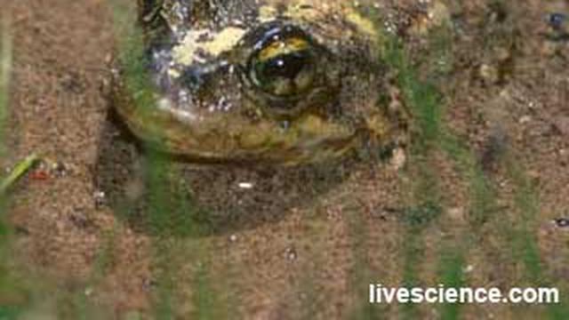 Kodok Terancam Punah Ditemukan Kembali Tekno Liputan6 Com