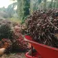 Tandan buah segar sawit salah satu petani di Riau. (Liputan6.com/M Syukur)