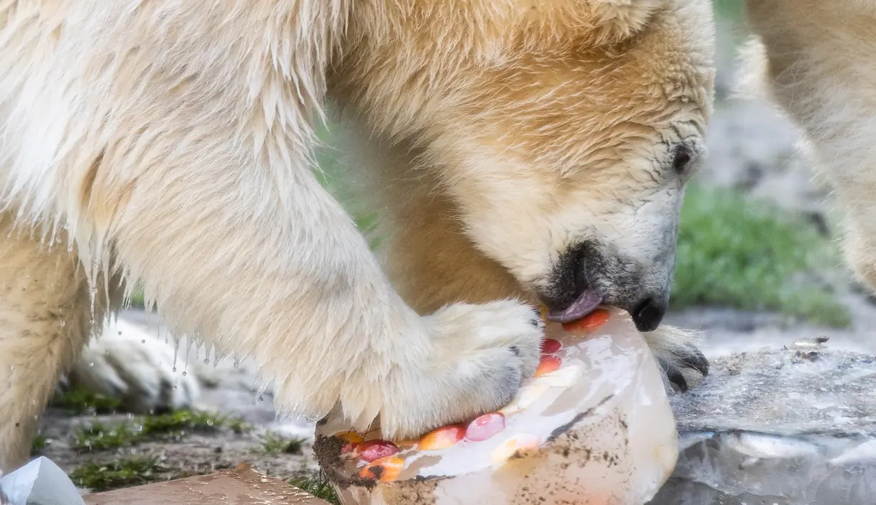 Beruang kutub "Nanook" memakan kue es yang diberikan untuk ulang tahun pertamanya di kebun binatang di Gelsenkirchen, Jerman barat (4/12). (AFP Photo/dpa/Marcel Kusch)