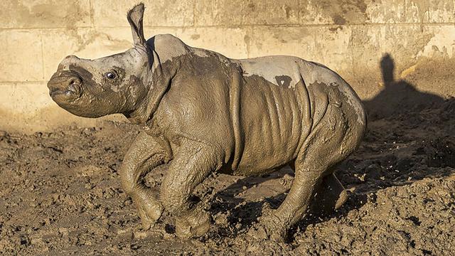 Seekor badak putih lahir di San Diego Zoo Safari Park pada 21 November 2019 diberi nama Future. (Ken Bohn/San Diego Zoo via AP)