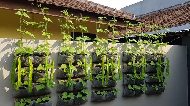 7 Ide Kebun Kecipir Rambat untuk Lahan Sempit, Lengkap dari Tanam hingga Panen