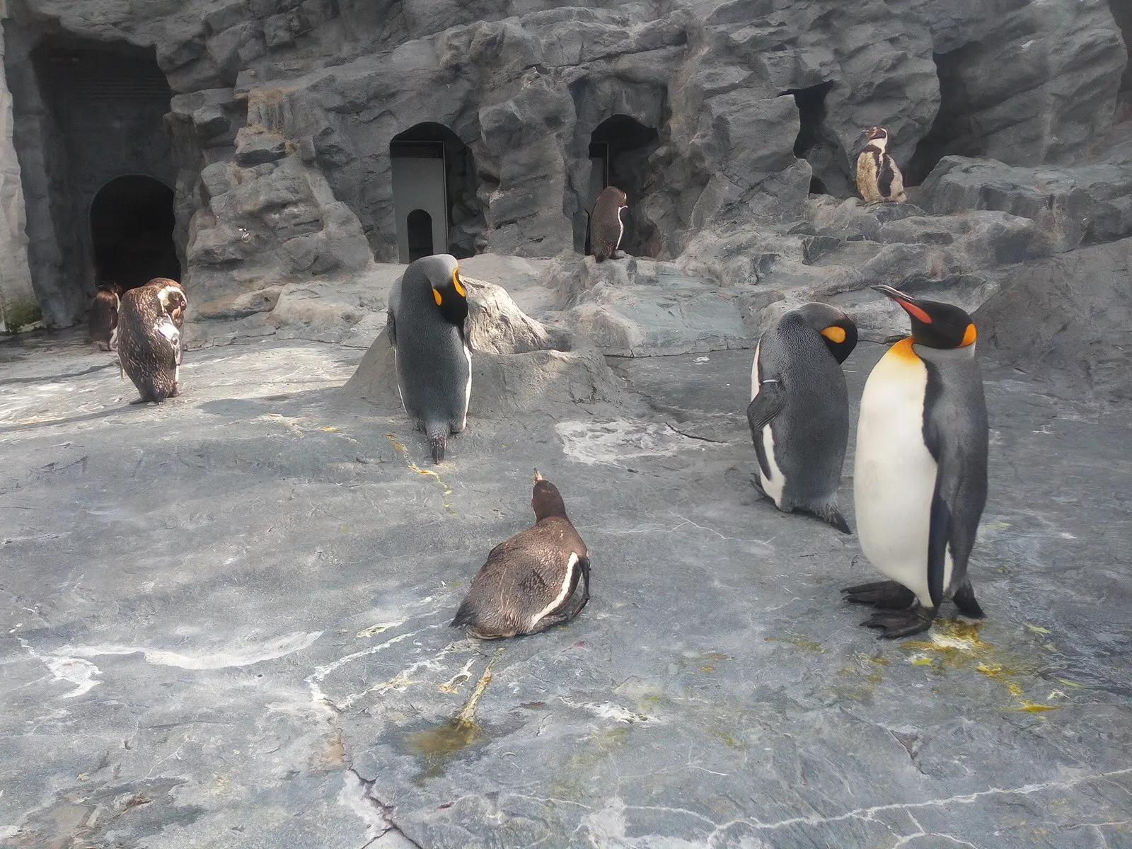 Penguin Kebun Binatang Asahiyama Jepang sedang berjemur ( Foto : Abdi Susanto)