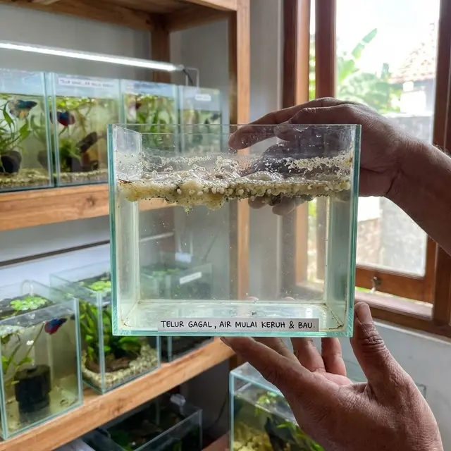 Menunjukkan telur ikan cupang gagal menetas perlahan mengalami pembusukan (Gemini AI)