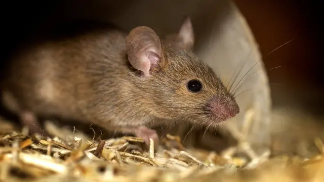 Mouse