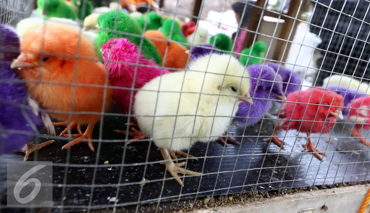Anak ayam berwarna-warni yang disepuh terlihat lemas didalam kandang penjual di Puri Bukit, Depok, Sabtu (15/1). Bahan pewarna yang tidak semestinya untuk hewan ini sangat membahayakan bagi tubuh hewan. (Liputan6.com/Helmi Affandi)