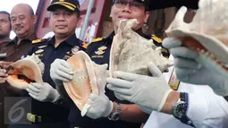 Petugas memperlihatkan fosil satwa dilindungi jenis kerang kepala kambing yang diamankan di Tanjung Priok, Jakarta, Kamis (18/2). Para pelaku menyelundupkan cangkang tersebut dalam kontainer melalui pelabuhan Tanjung Priok. (Liputan6.com/Angga Yuniar)