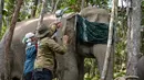 Pemasangan dilakukan di kantong gajah Tesso Tenggara, yang merupakan habitat sekitar 30 individu gajah liar. Foto yang diambil pada 6 November 2025 menunjukkan petugas dari Pusat Konservasi Sumber Daya Alam Riau (BBKSDA Riau) memasang kalung GPS pada seekor gajah betina liar Sumatra yang telah dibius dan ditutup matanya untuk mengurangi rangsangan visual, di kawasan konservasi Tesso Tenggara, Kabupaten Pelalawan, Riau. (Wahyudi/AFP)