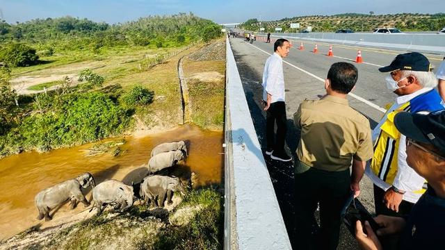 Presiden Jokowi saat berada di atas terowongan gajah di Tol Pekanbaru-Dumai.