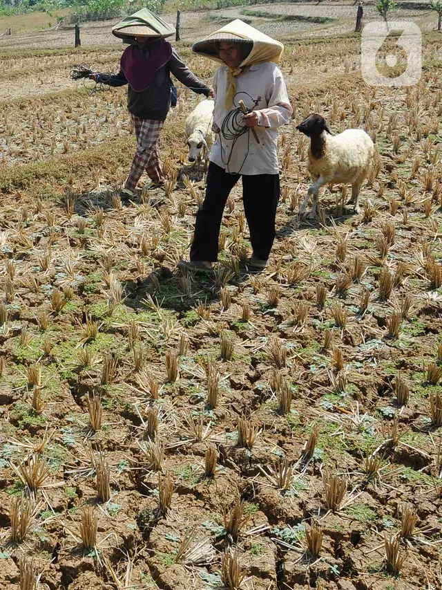 Kemarau Panjang Akibat El Nino
