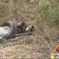 Seekor ular yang berusaha memangsa kijang, justru mati tertancap tanduk korbannya