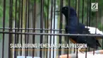 Kitaro, burung jenis Murai Batu yang menjuarai Lomba Kicauan Burung Piala Presiden Jokowi ini memiliki keunikan dan keistimewaan tersendiri.