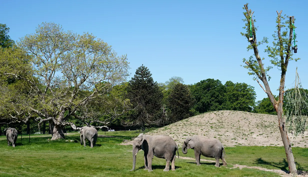 Empat gajah sirkus yang sudah pensiun terlihat di lingkungan mereka yang baru di Taman Safari Knuthenborg, Denmark, Sabtu (30/5/2020). Empat gajah itu dibeli pemerintah Denmark tahun lalu setelah dimulainya peraturan yang melindungi hewan liar dari bisnis pertunjukan. (Claus Bech/Ritzau Scanpix/AFP)