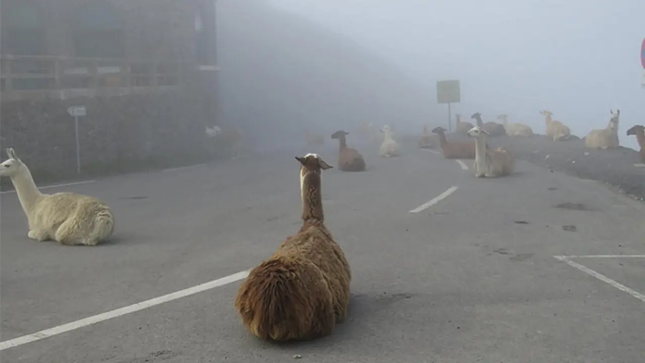 [Bintang] Llama
