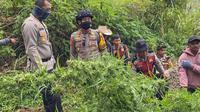 Polisi kembali temukan ladang ganja di lereng Gunung Semeru (Istimewa)