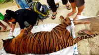 Maraknya perburuan Harimau Sumatra di kawasan konservasi, membuat MUI Bengkulu merasa perlu untuk turun tangan (Liputan6.com/Yuliardi Hardjo)