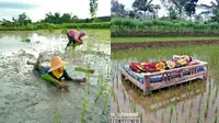 6 Momen Rebahan Santai di Sawah Ini Curi Perhatian, Kocak