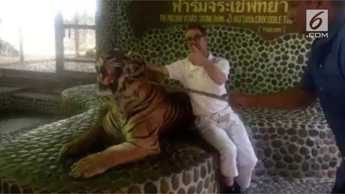 Unduh 970 Gambar Harimau Lagi Mengaung Keren Gratis HD