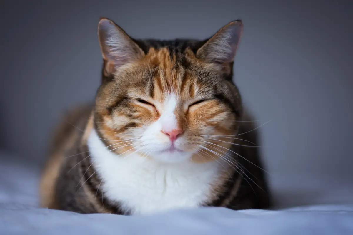 Kucing Tidur