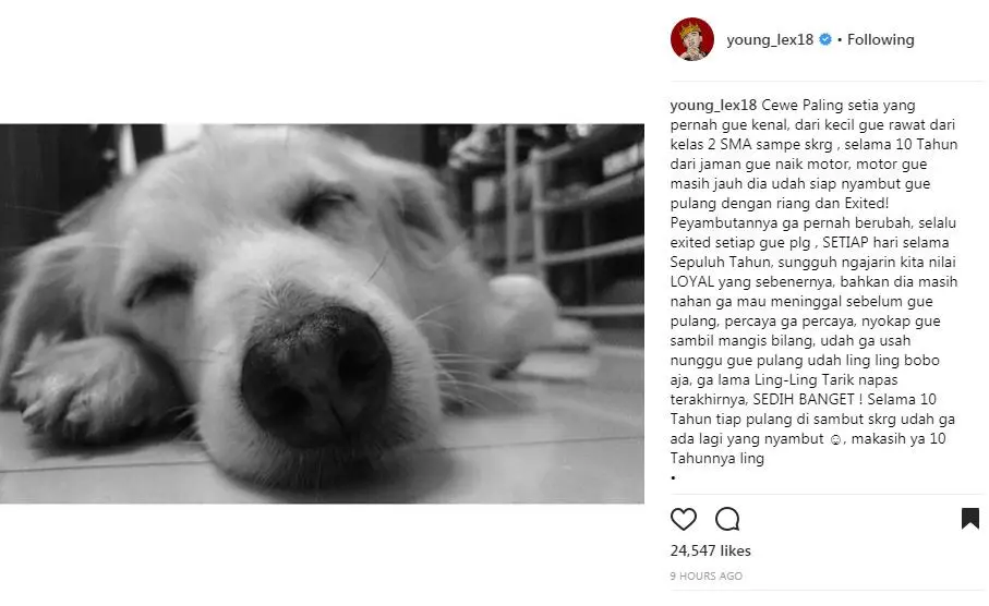Young Lex kehilangan anjing kesayangannya, Ling Ling [foto: instagram.com/young_lex18]
