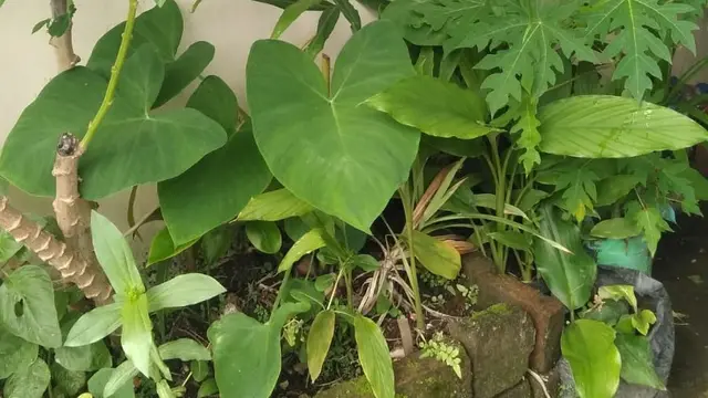 Ilustrasi Berkebun di Depan Kos