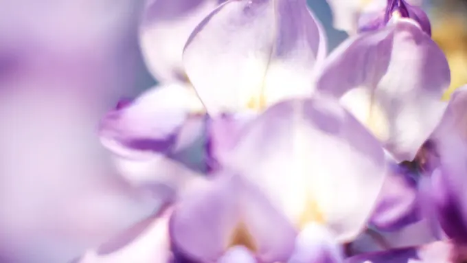 L'Occitane Bangkitkan Kembali Pesona Wisteria dalam Parfum Terbaru (L'Occitane en Provence)