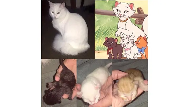 Seperti Film Animasi, Kucing Ini Lahirkan 3 Anak dengan Warna Berbeda