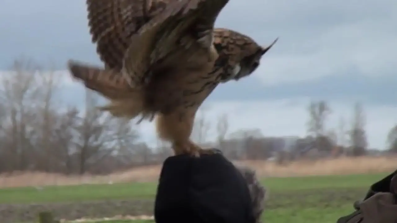 Kebiasaan Unik Sang Burung Hantu 