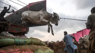 Pedagang menurunkan sapi dari truk di pasar ternak yang disiapkan untuk hewan kurban pada Hari Raya Idul Adha di Karachi, Pakistan pada Jumat (10/7/2020). Idul Adha merupakan salah satu hari raya umat Islam di dunia yang identik dengan penyembelihan hewan kurban bagi yang mampu. (Asif HASSAN/AFP)