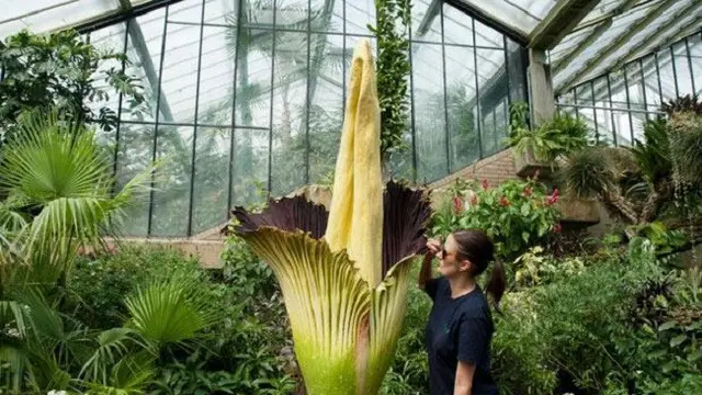 [Bintang] Bunga Terbesar di Dunia