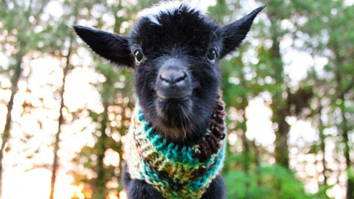 Kamu Tertarik Bekerja Sebagai Pengasuh Anak Kambing?