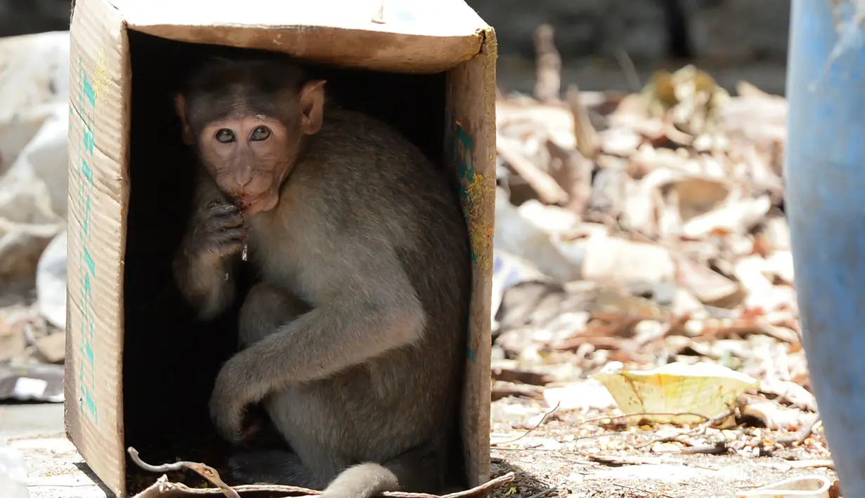 Seekor monyet duduk di dalam kardus untuk melindungi diri dari panas di Guindy Children's Park di Chennai (10/6/2019). Gelombang panas yang menyapu bagian utara dan barat India dengan suhu maksimum melonjak hingga 48 derajat Celcius ( 118 F) membuat para monyet kepanasan. (AFP Photo/Arun Sankar)