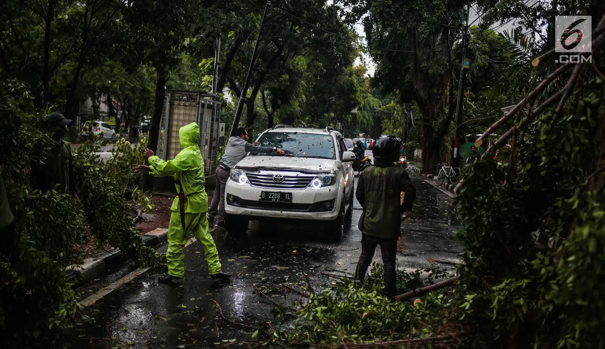 Petugas Dinas Kebersihan dan Pertamanan memotong pohon yang tumbang akibat hujan deras di kawasan jalan Sutan Syahrir, Jakarta, Kamis (22/11). Tumbangnya pohon tersebut disebabkan hujan deras yang melanda Jakarta siang tadi. (Liputan6.com/Faizal Fanani)