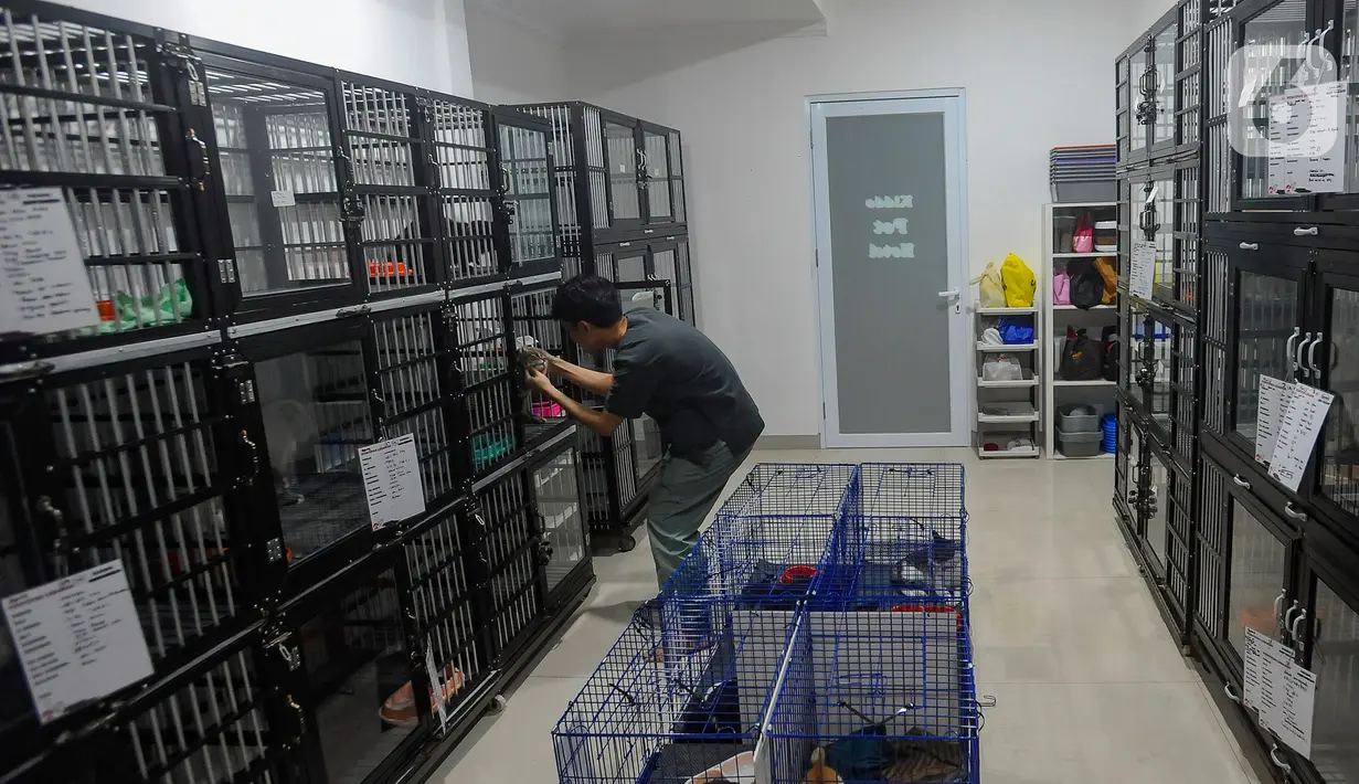 Saat libur hari raya Idul Fitri 1445 H, permintaan jasa penitipan kucing tersebut mengalami peningkatan hingga 100 persen. (merdeka.com/Arie Basuki)