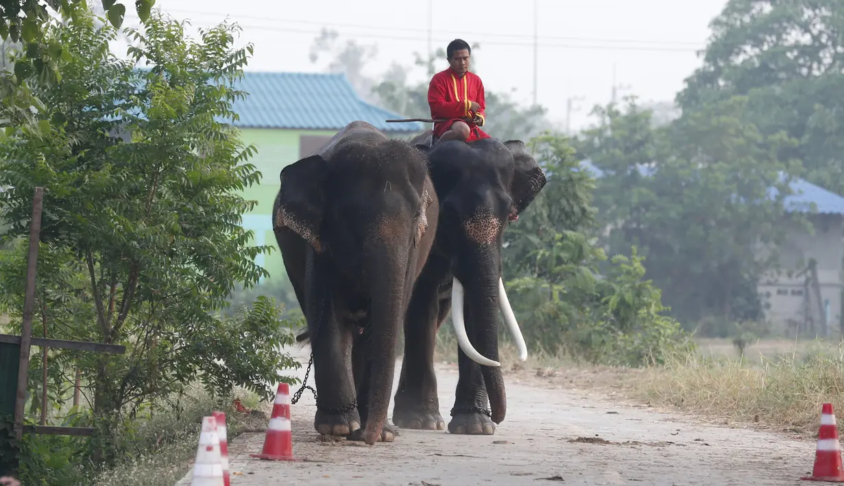 Seorang pria menaiki seekor gajah saat perayaan Hari Gajah Nasional di kota bersejarah, Thailand, (3/11). Perayaan ini merupakan upaya meningkatkan upaya pelestarian gajah.  (REUTERS / Chaiwat Subprasom)