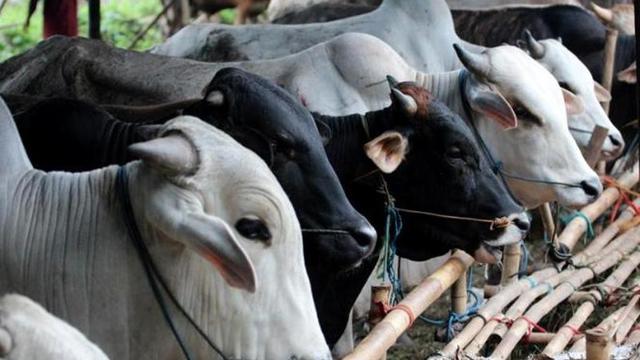 Ilustrasi hewan qurban.