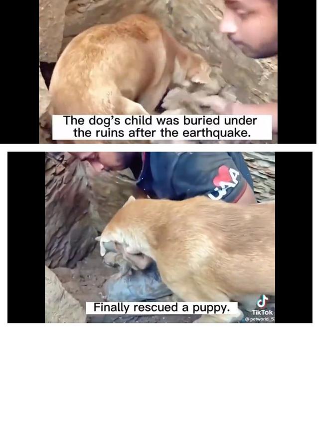 7 Potret Penyelamatan Hewan Peliharaan dari Reruntuhan Gempa Turki, Bikin Pilu