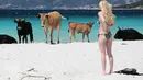 Seorang wanita melihat sapi di pantai Mare e Sol di Coti-Chiavari, di pulau Corsica, Mediterania Prancis, Rabu (17/5). Kawanan sapi liar selalu mendatangi pantai ini setiap tahun saat musim panas. (AFP PHOTO / PASCAL POCHARD-CASABIANCA)