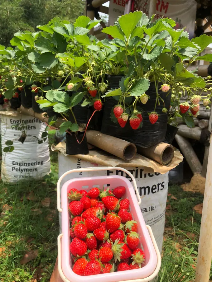 Petik buah stroberi di MD Farm di Kecamatan Gunungguruh Kabupaten Sukabumi. (Liputan6.com/Fira Syahrin).