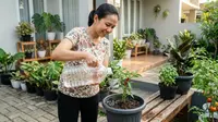 10 Ide Memanfaatkan Botol Minyak Goreng Bekas untuk Tanaman, Praktis dan Hemat Biaya