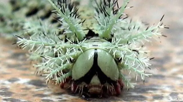 Giant Silkworm Assassin Caterpillar (Ulat Pembunuh)