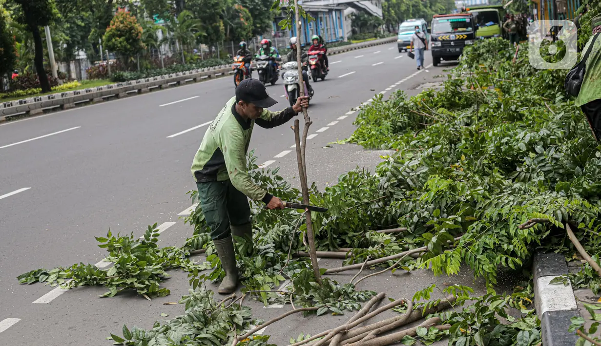 Petugas Sudin Kehutanan Kota Administrasi Jakarta Pusat memangkas pohon di kawasan Jalan Matraman Raya, Kamis (5/1/2023). Memasuki musim hujan , beberapa pohon besar di tebang untuk menghindari tumbangnya pohon yang dapat menyebabkan kecelakaan. (Liputan6.com/Faizal Fanani)