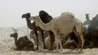 Kawanan unta milik warga Qatar saat berada di penampungan perbatasan Abu Samrah antara Arab Saudi dan Qatar, (20/6). Sekitar 12.000 unta dan domba menjadi korban atas pemutusan diplomatik Qatar oleh Arab Saudi. (AFP Photo/Stringer)