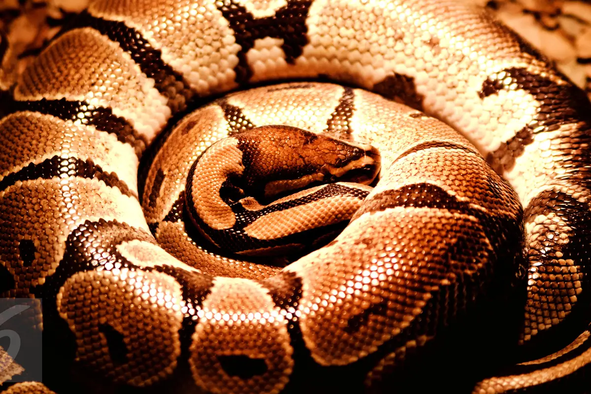 Ular Piton