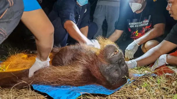 Upaya Menyelamatkan Orangutan Ira dari Dampak Karhutla